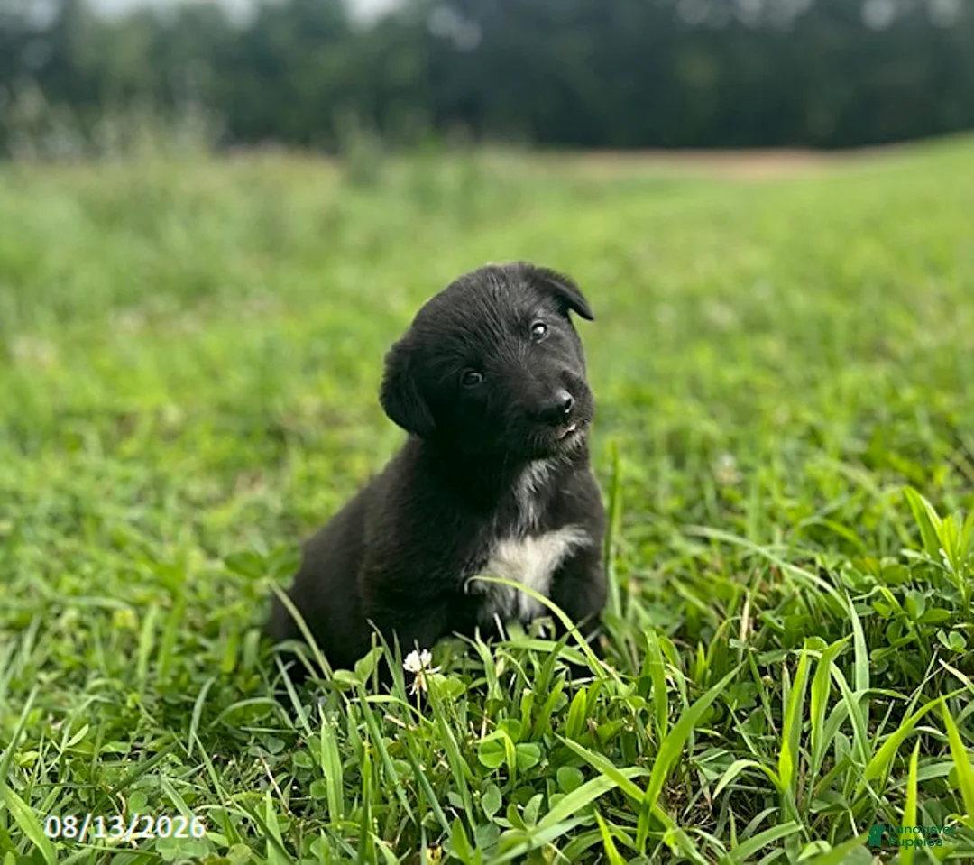 Mixed Breed dogs for sale: Lindsay - Ad 5
