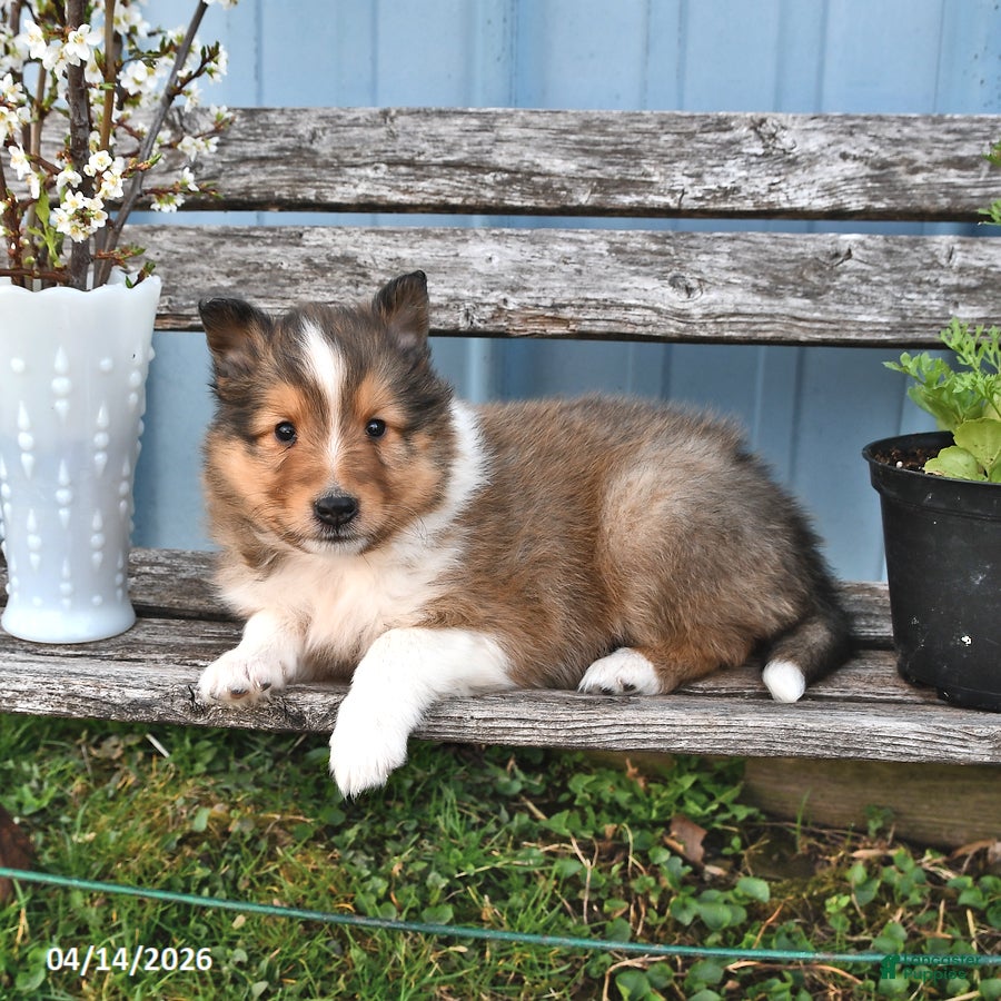 Shetland Sheepdog dogs Bobby - Ad 1