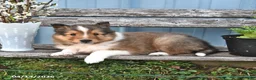 Shetland Sheepdog dogs for sale: Bobby - Ad 1