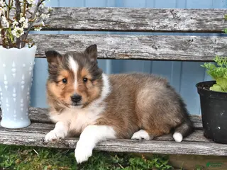 Shetland Sheepdog dogs for sale: Bobby - Ad 4