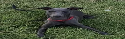 Italian Greyhound dogs for sale: Angelo - Ad 4
