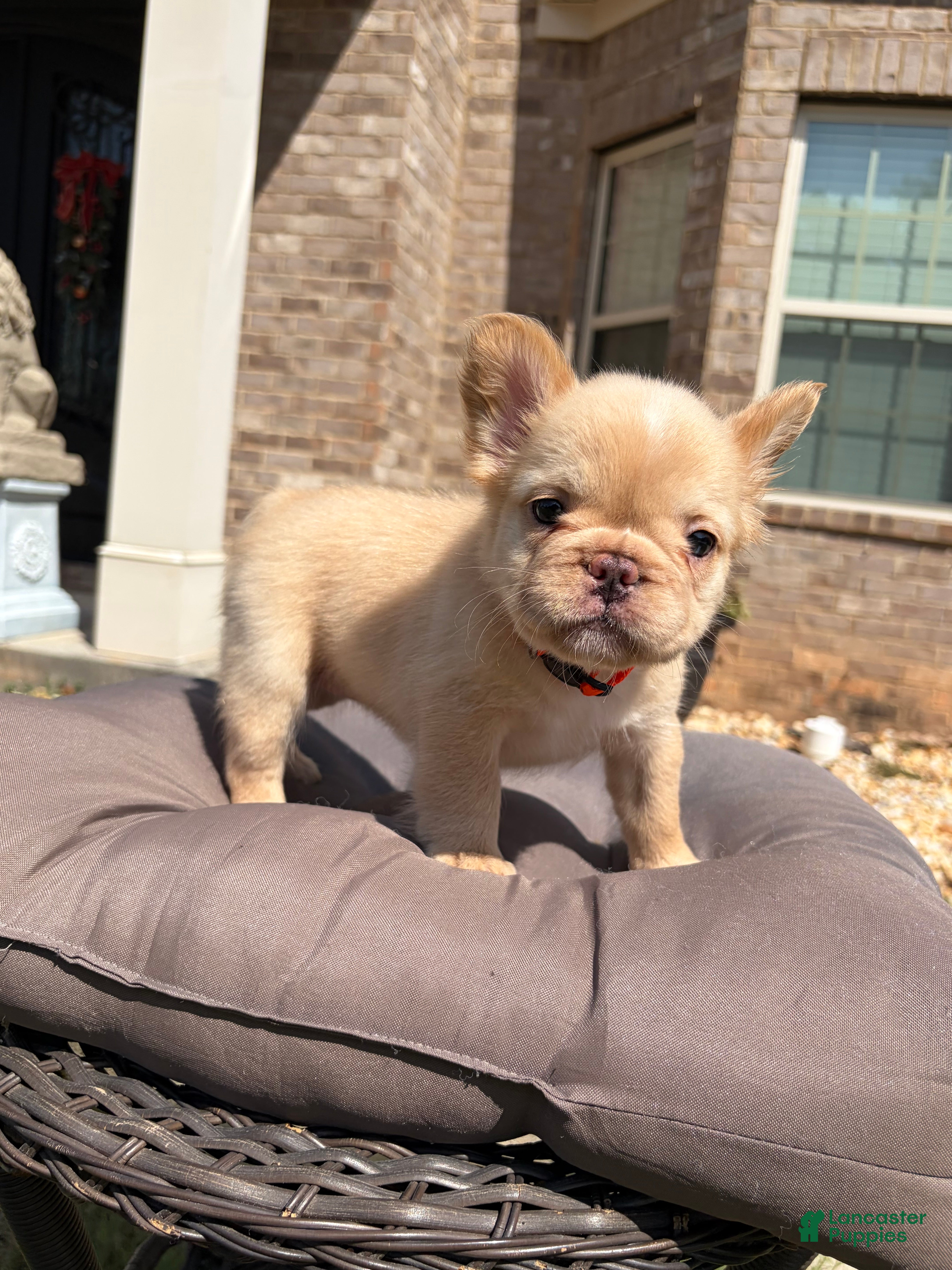 French Bulldog dogs Isabella  - Ad 1