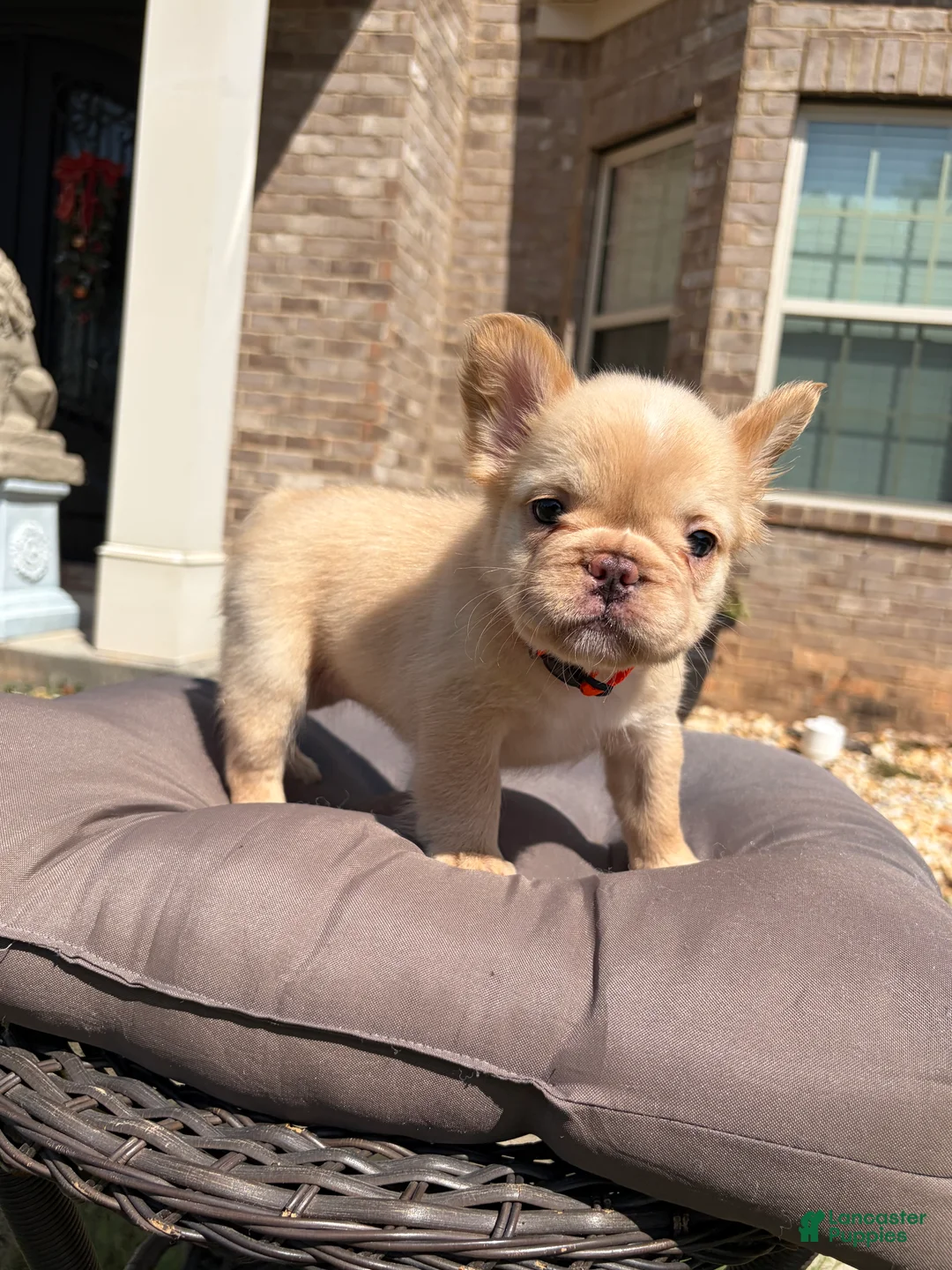 French Bulldog dogs for sale: Isabella  - Ad 1