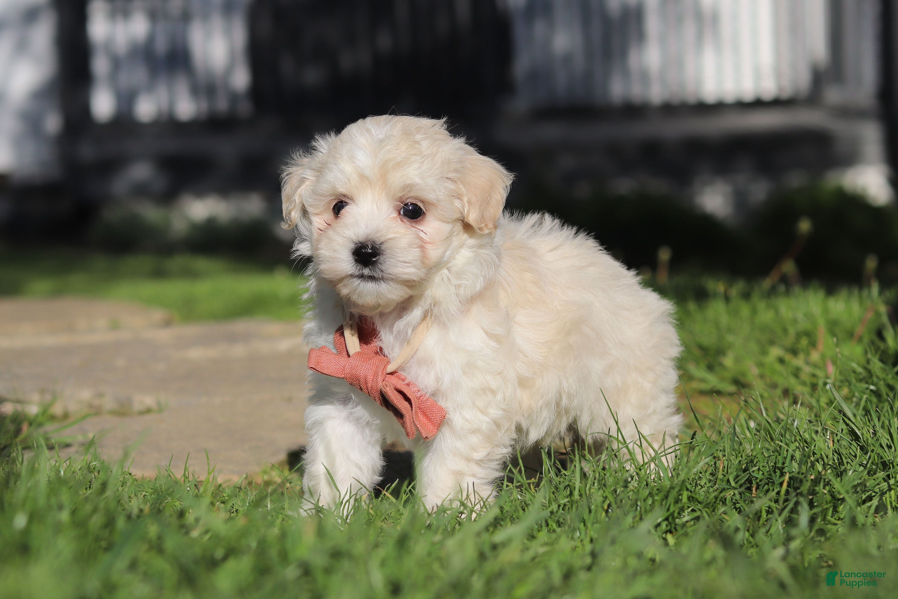 Maltipoo dogs Elliot - Ad 2