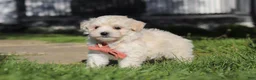 Maltipoo dogs for sale: Elliot - Ad 2