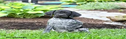 German Shorthaired Pointer dogs for sale: Prince   - Ad 3