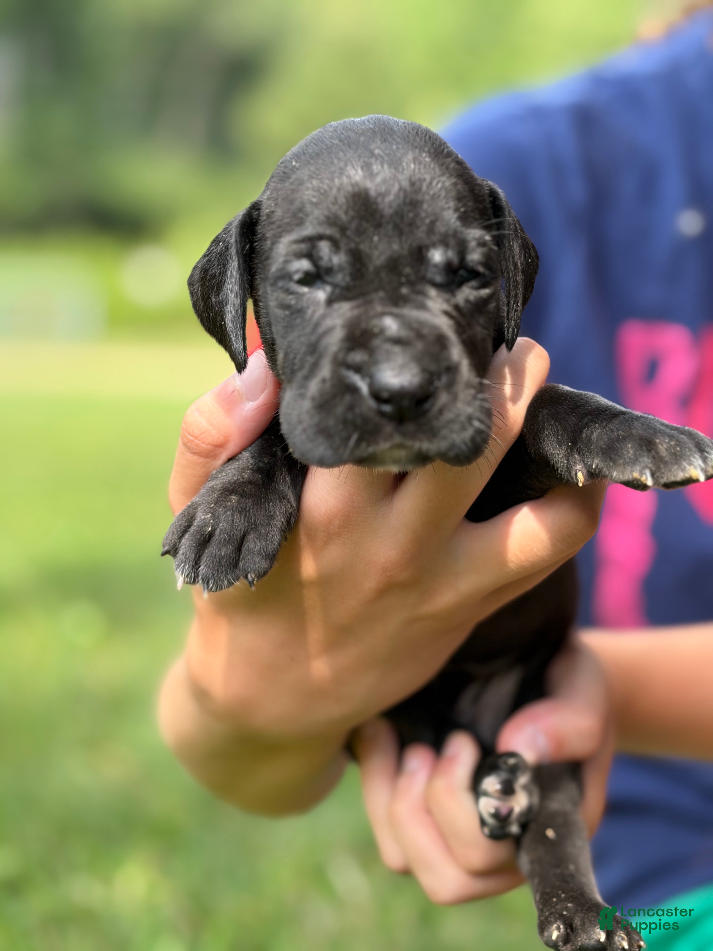 Great Dane dogs Cassidy  - Ad 1