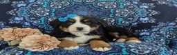 Bernese Mountain Dog dogs for sale: Ginny - Ad 5