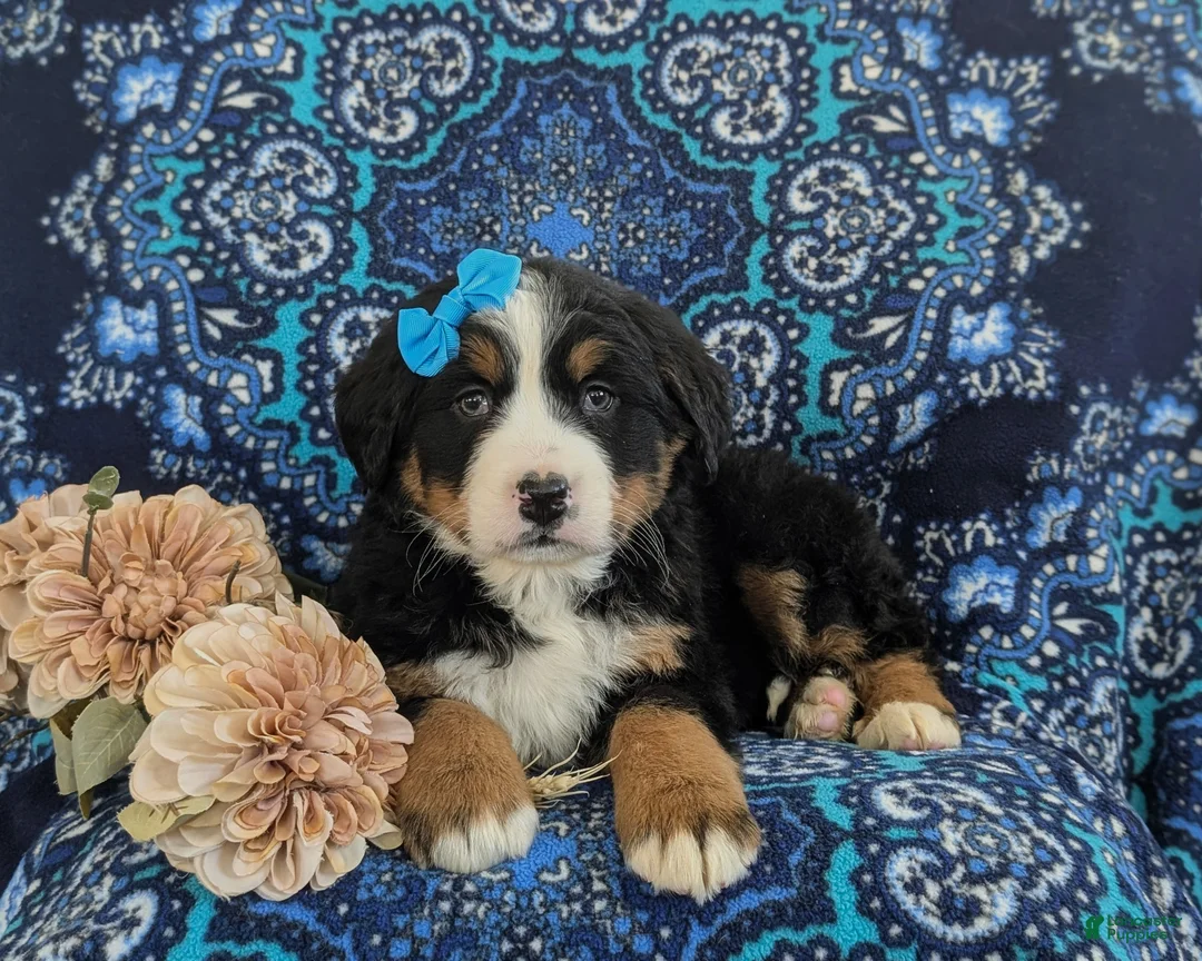 Bernese Mountain Dog dogs for sale: Ginny - Ad 5