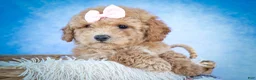 Bichpoo dogs for sale: Nessa Rose🎀 - Ad 9