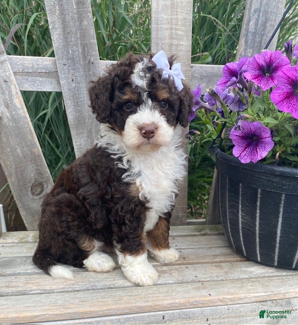 Mini Bernedoodle dogs Kora - Ad 1