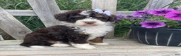 Mini Bernedoodle dogs for sale: Kora - Ad 1