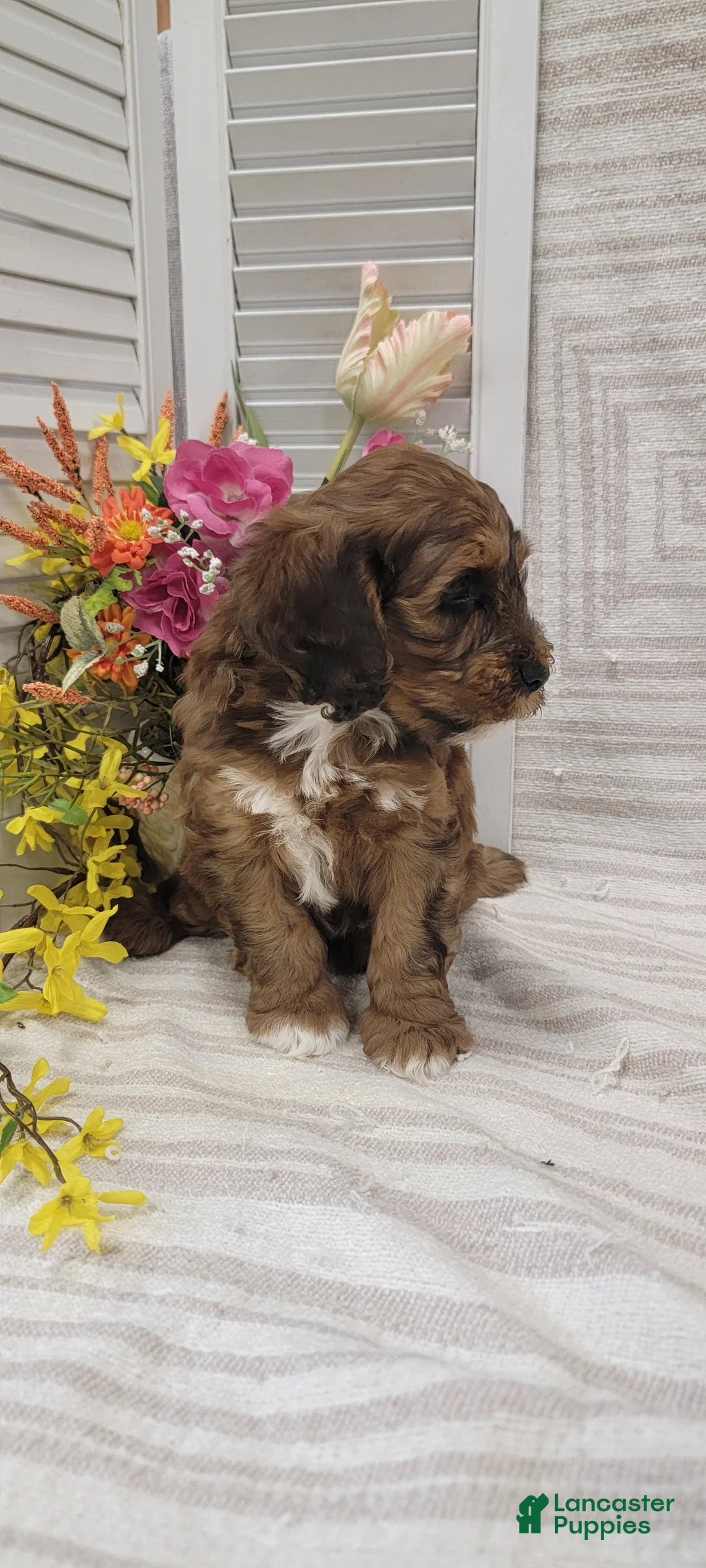 Cockapoo dogs for sale: Sylvester  - Ad 2