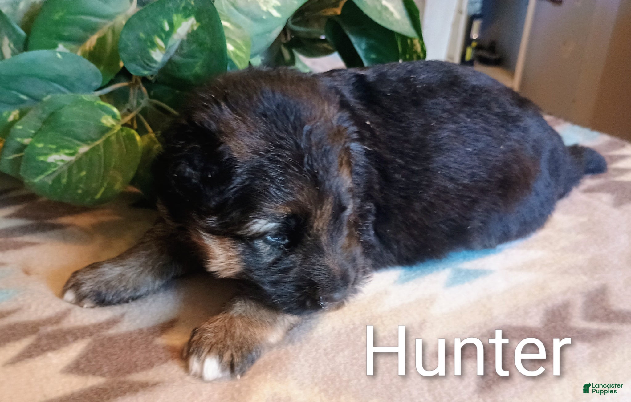 German Shepherd dogs German Shepherd Puppy 4 - Ad 29