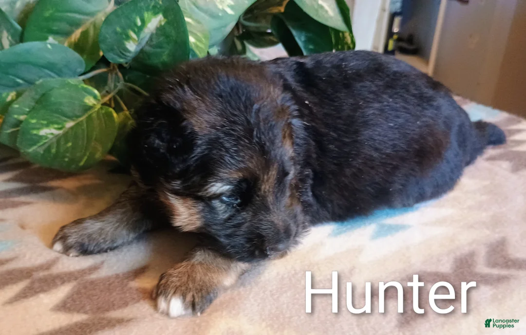 German Shepherd dogs for sale: German Shepherd Puppy 4 - Ad 1