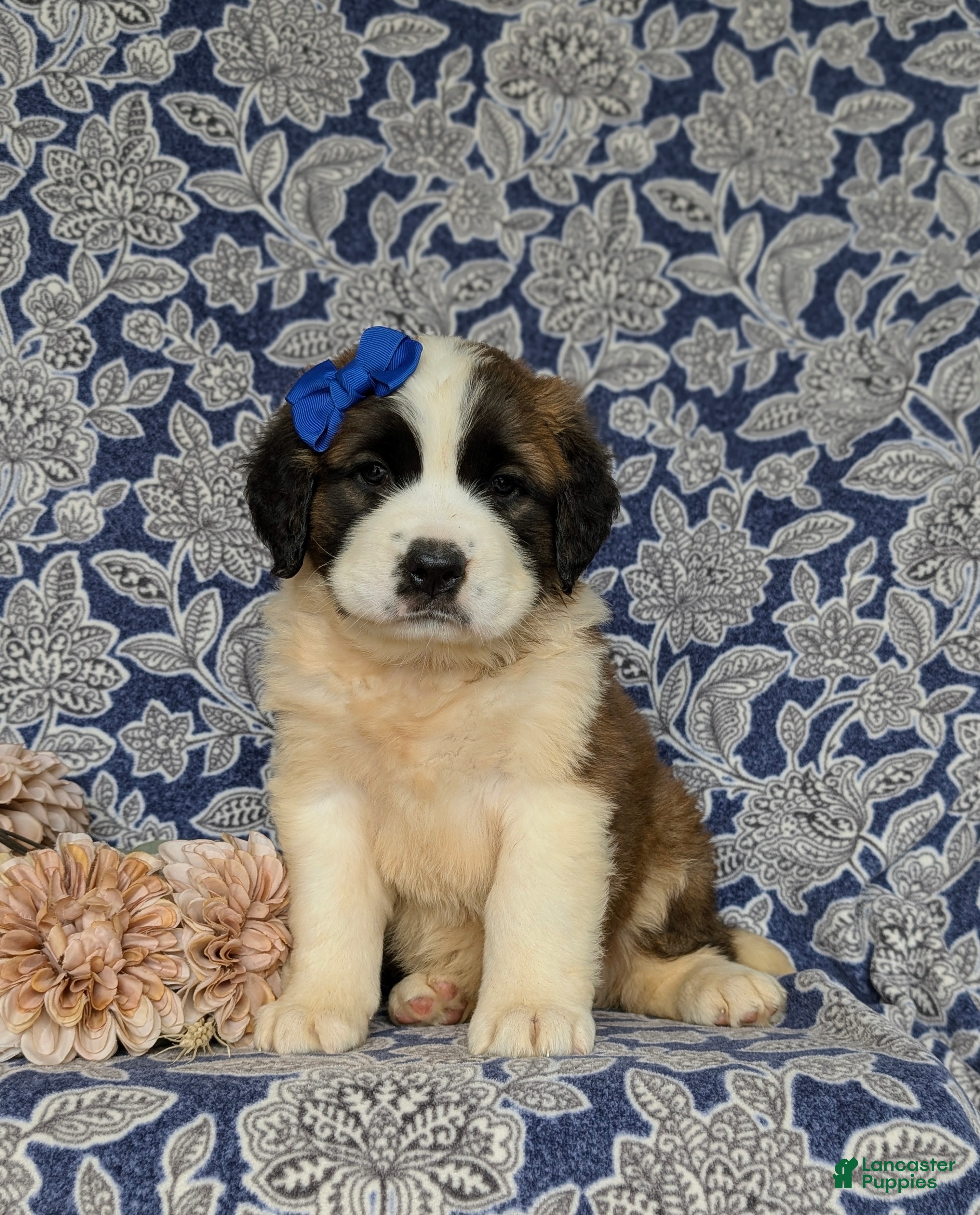 Saint Bernard dogs Midge - Ad 1