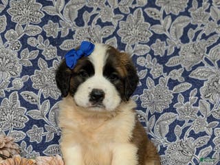 Saint Bernard dogs Midge - Ad 14
