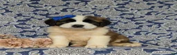 Saint Bernard dogs for sale: Midge - Ad 1