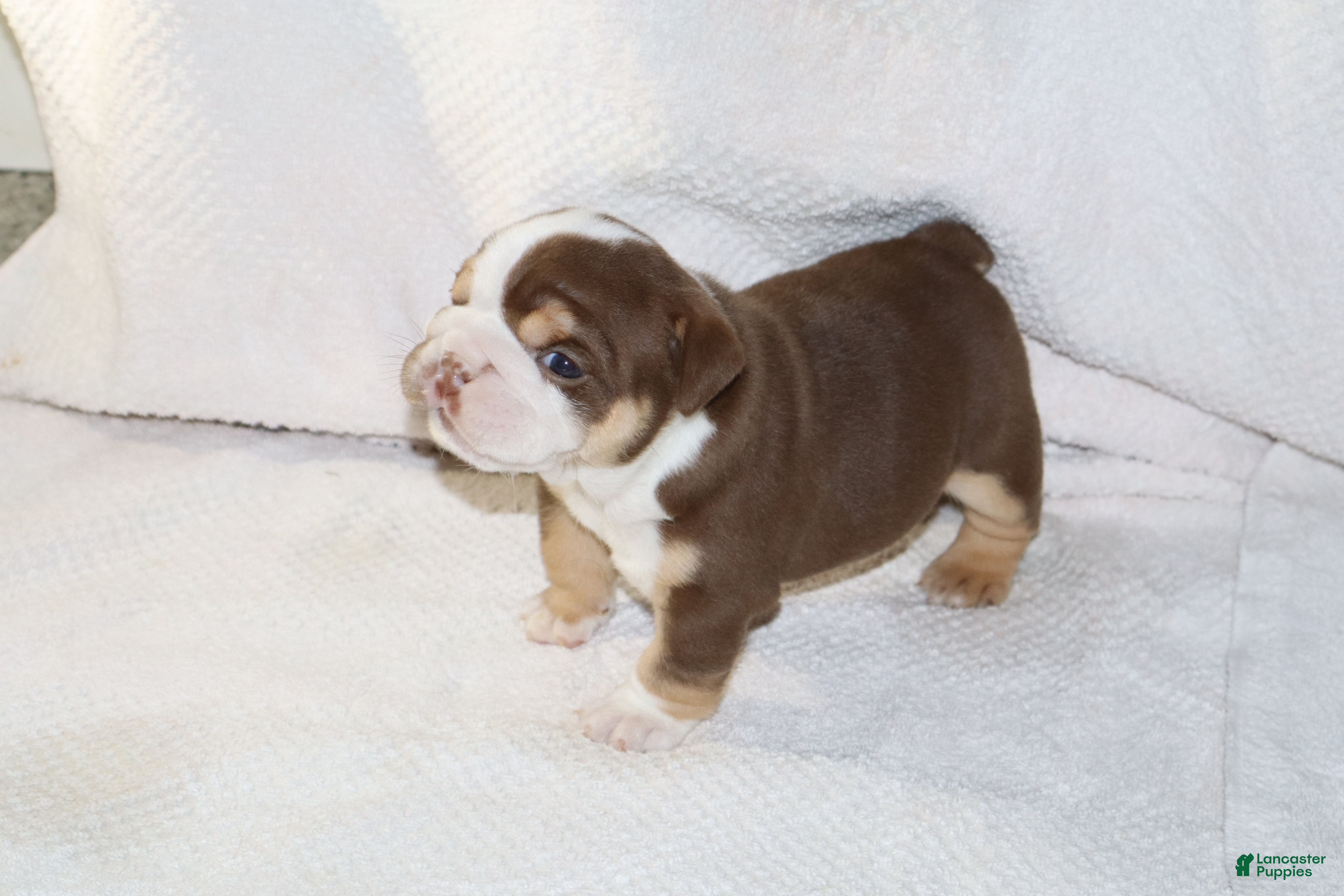 English Bulldog dogs Owen Grant - Ad 2