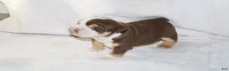 English Bulldog dogs for sale: Owen Grant - Ad 2