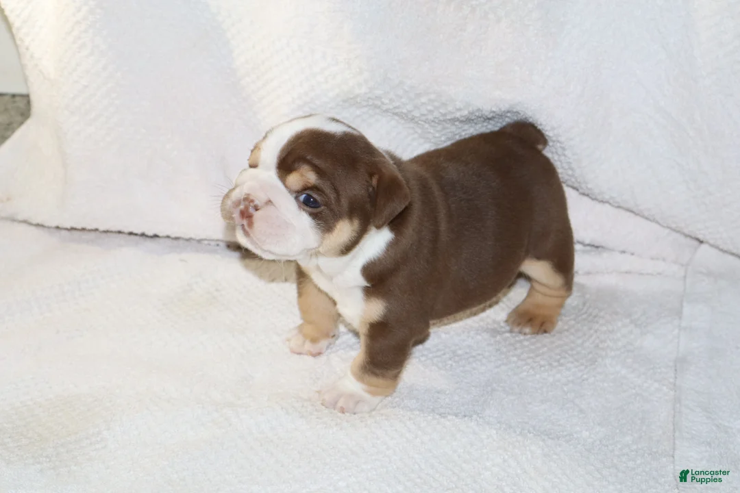 English Bulldog dogs for sale: Owen Grant - Ad 2
