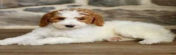Goldendoodle dogs for sale: Joann  - Ad 3