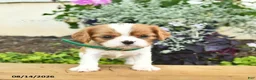 Cavalier King Charles Spaniel dogs for sale: Daisy  - Ad 3