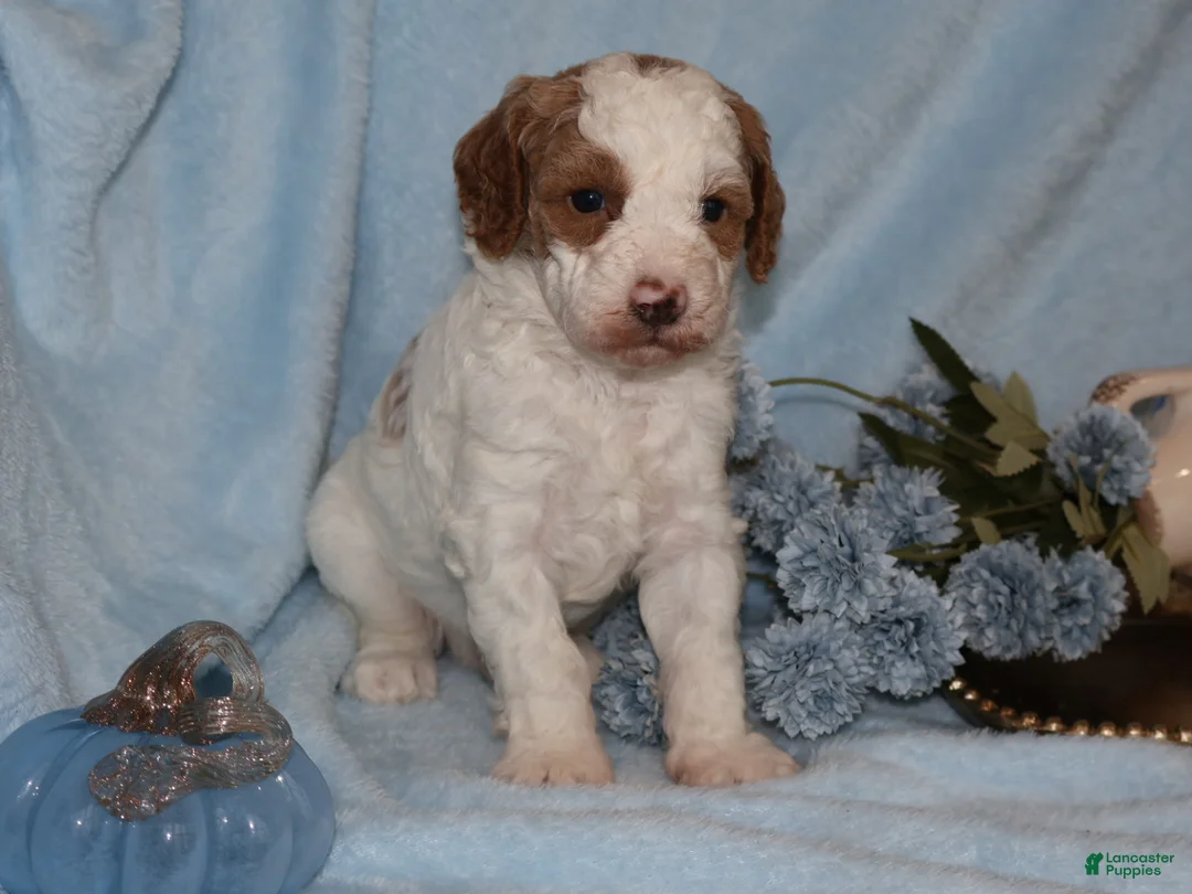 Mini Goldendoodle dogs for sale: Mini Goldendoodle 1 - Ad 8