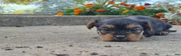 Yorkshire Terrier dogs for sale: Molly - Ad 23