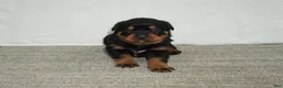 Rottweiler dogs for sale: Max - Ad 3