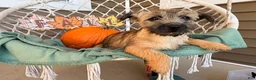 Cairn Terrier dogs for sale:  Elliot  - Ad 4