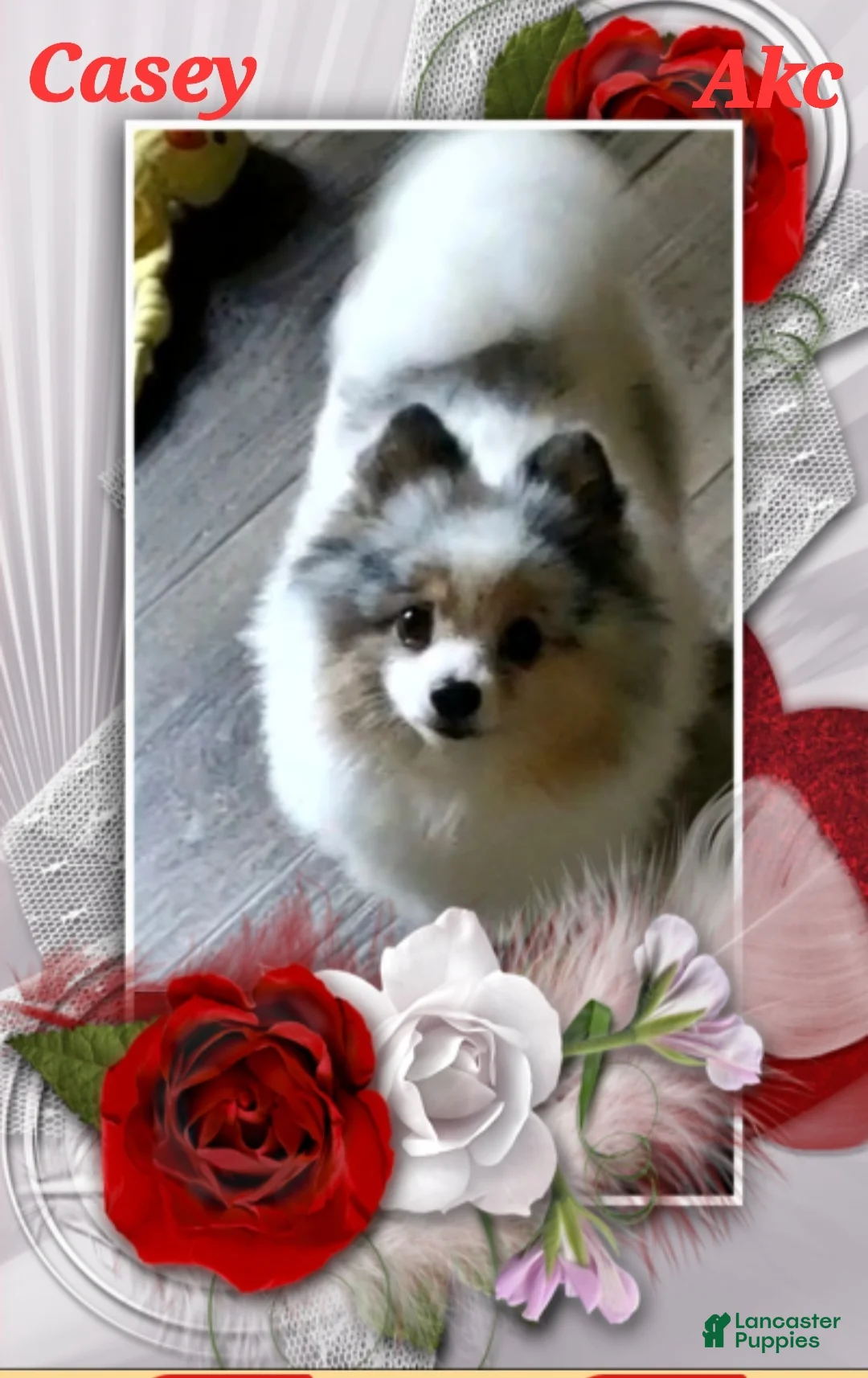 Pomeranian dogs for sale: Sir - Ad 2