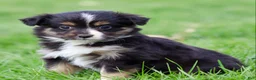 Miniature Australian Shepherd dogs for sale: Janis - Ad 3