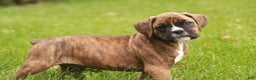 Boxer dogs for sale: Flint - Ad 4