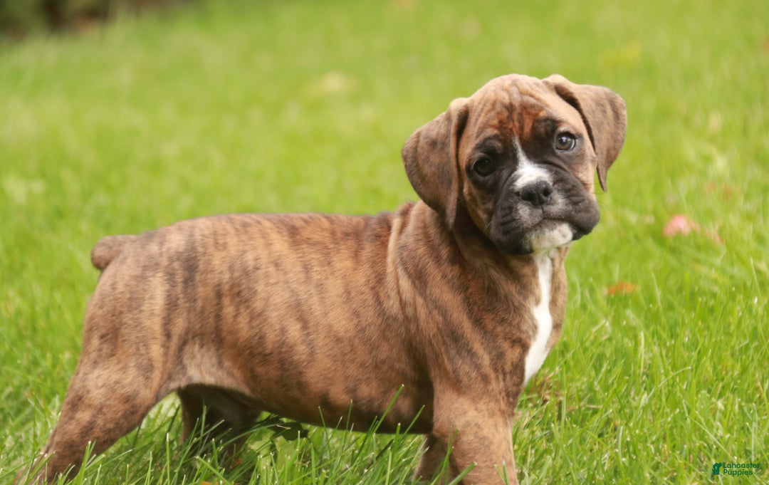 Boxer dogs for sale: Flint - Ad 4