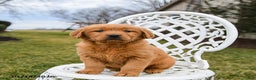 Golden Retriever dogs for sale: Pippi - Ad 2