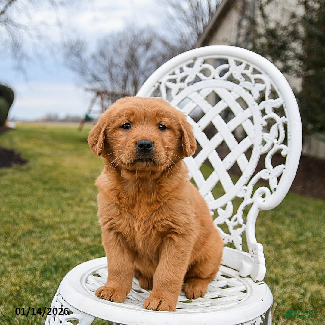 Golden Retriever dogs for sale: Pippi - Ad 2
