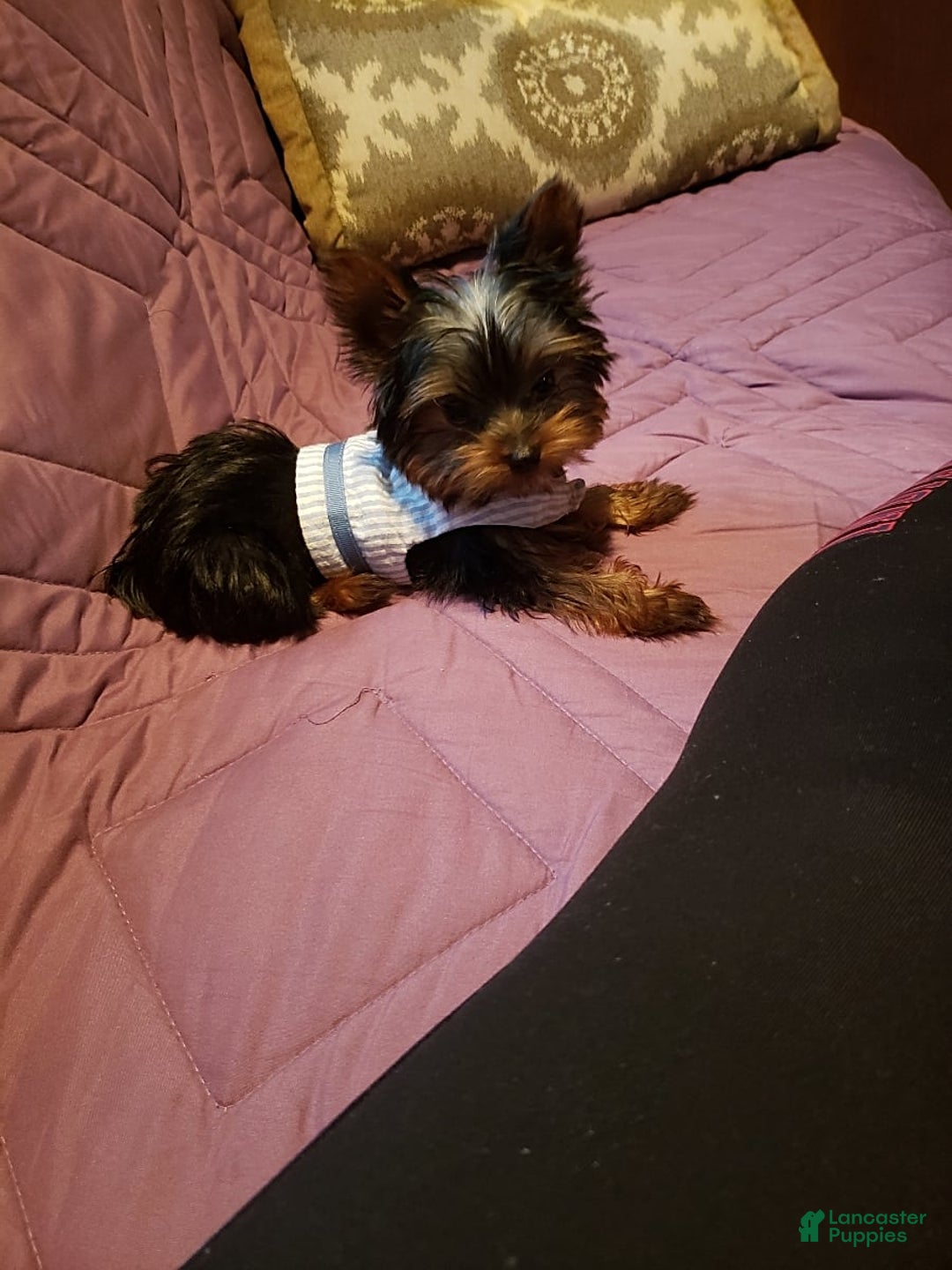 Gallery Image {{count}}