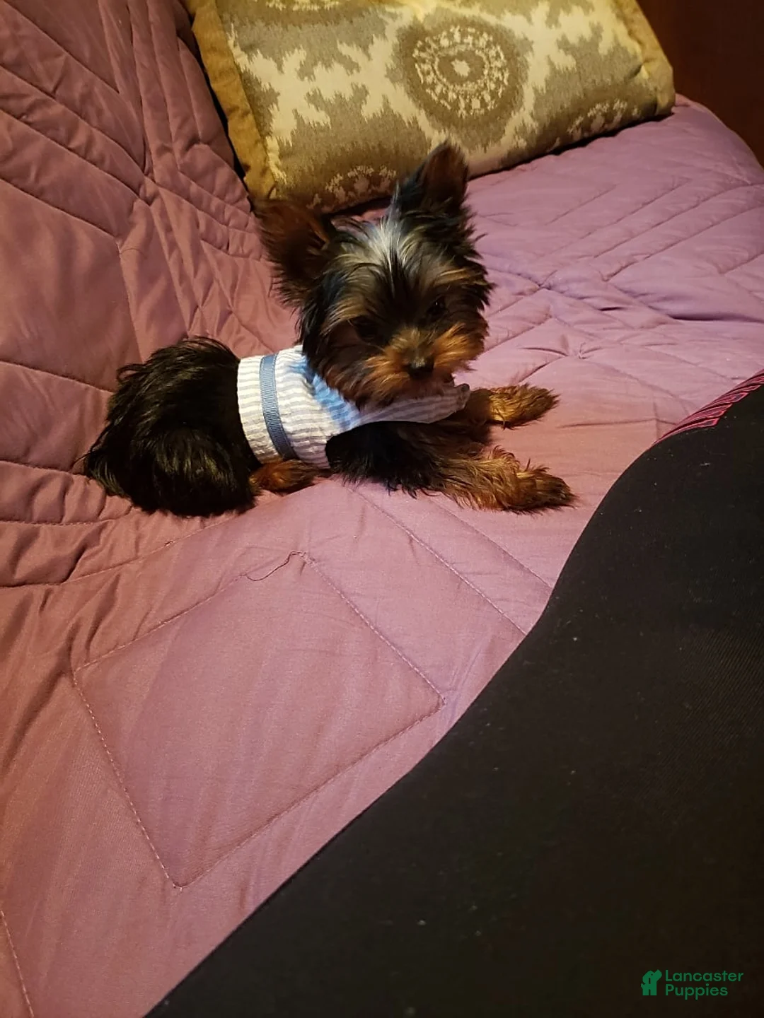 Gallery Image {{count}}