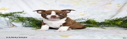 Boston Terrier dogs for sale: Barty - Ad 3