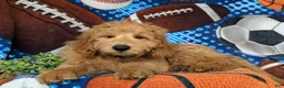 Mini Goldendoodle dogs for sale: Truman Hypoallergenic - Ad 6