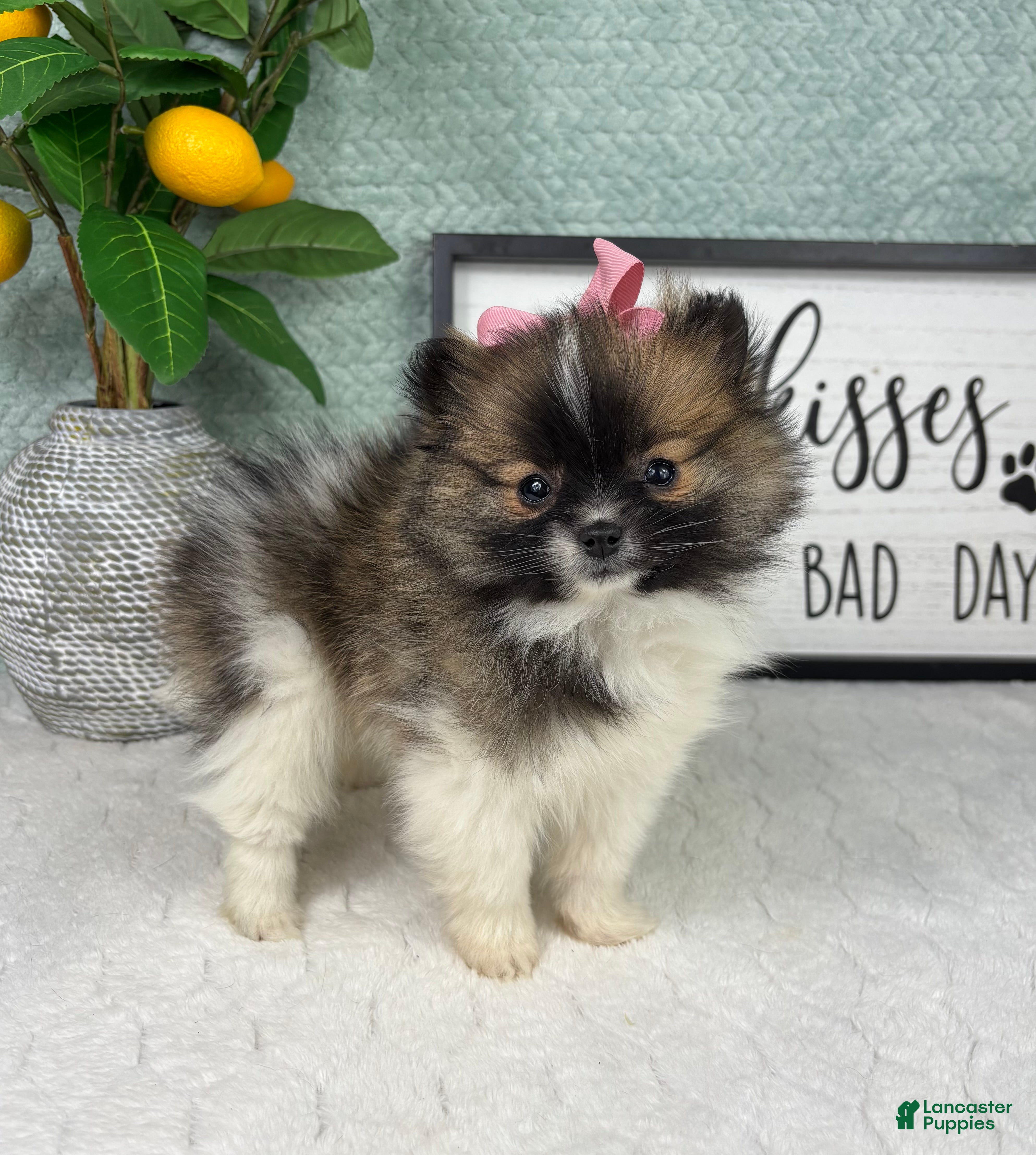 Pomeranian dogs Penelope  - Ad 31