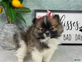 Pomeranian dogs Penelope - Ad 31