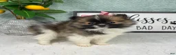 Pomeranian dogs for sale: Penelope  - Ad 1