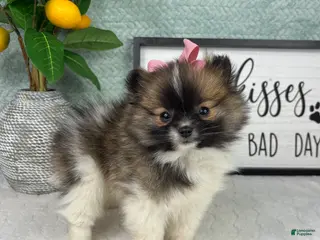 Pomeranian dogs Penelope - Ad 6