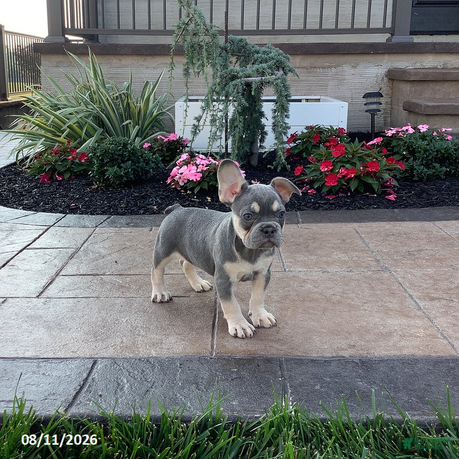 French Bulldog dogs Jess - Ad 2