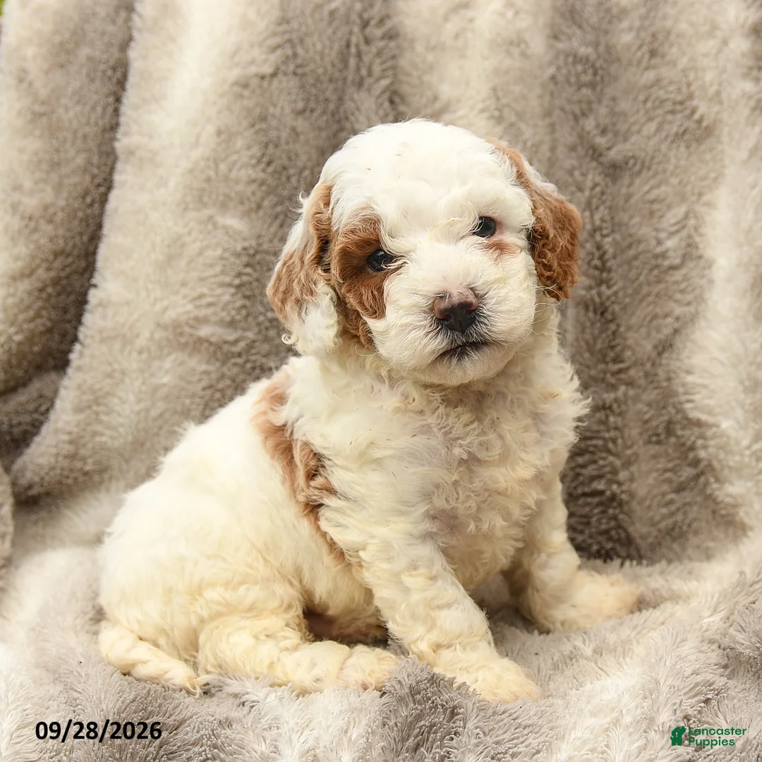 Miniature Poodle dogs for sale: Max - Ad 1