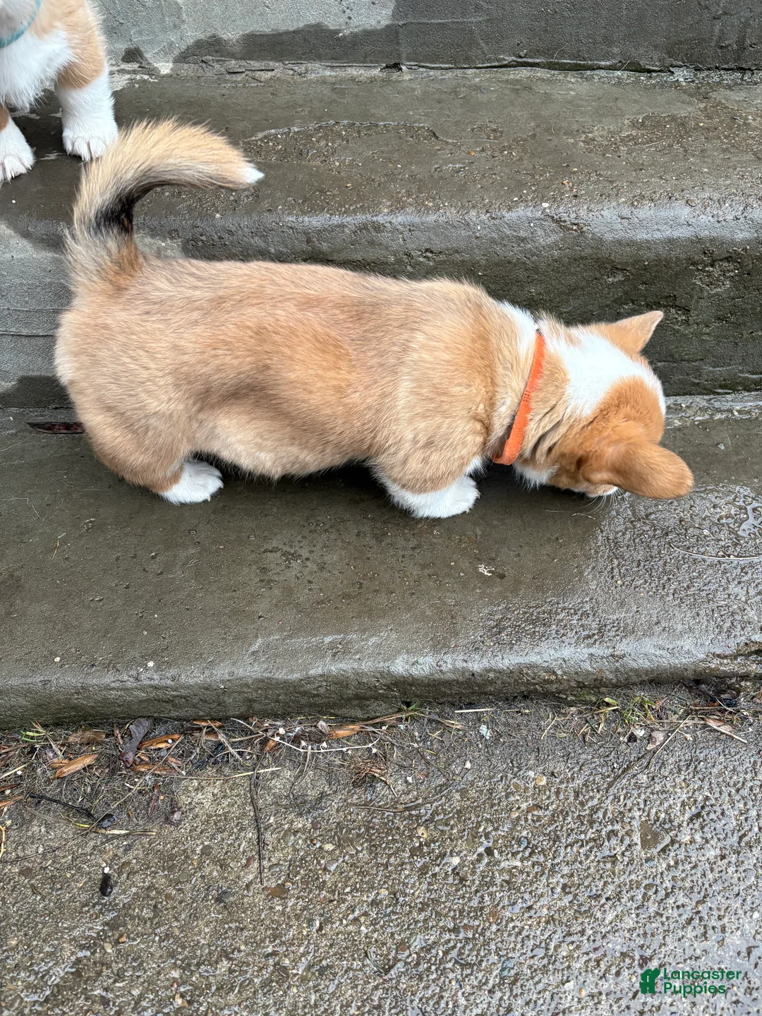 Welsh Corgi Pembroke dogs for sale: Welsh Corgi Pembroke Puppy 1 - Ad 2