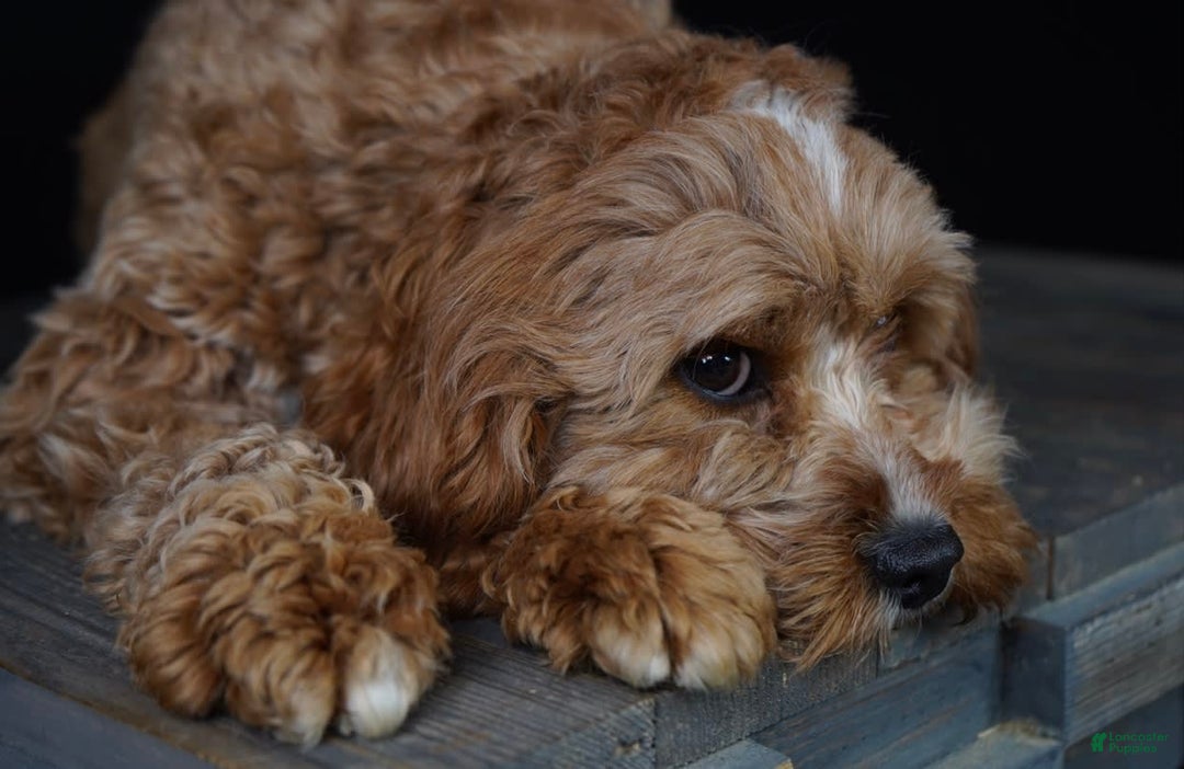 Gallery Image {{count}}