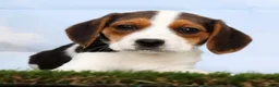 Beagle dogs for sale: Dana - Ad 3